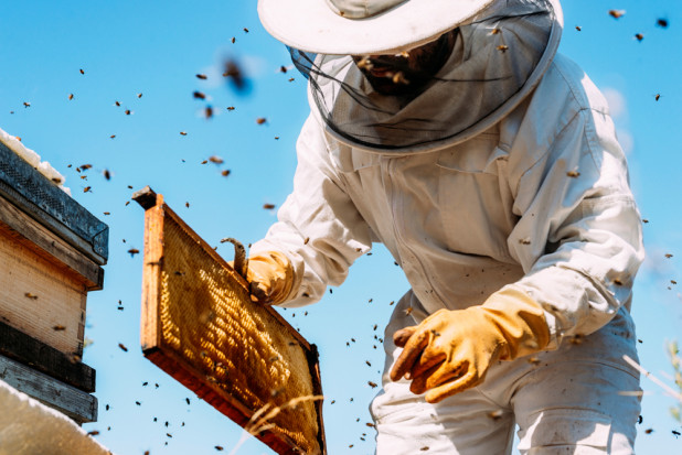 Przczelarz trzymający ramkę z pszczołami