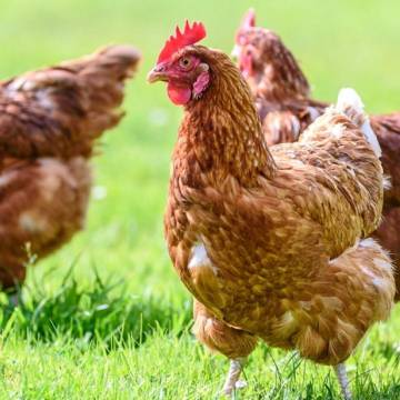 Ograniczamy ryzyko rozprzestrzeniania się chorób zakaźnych drobiu